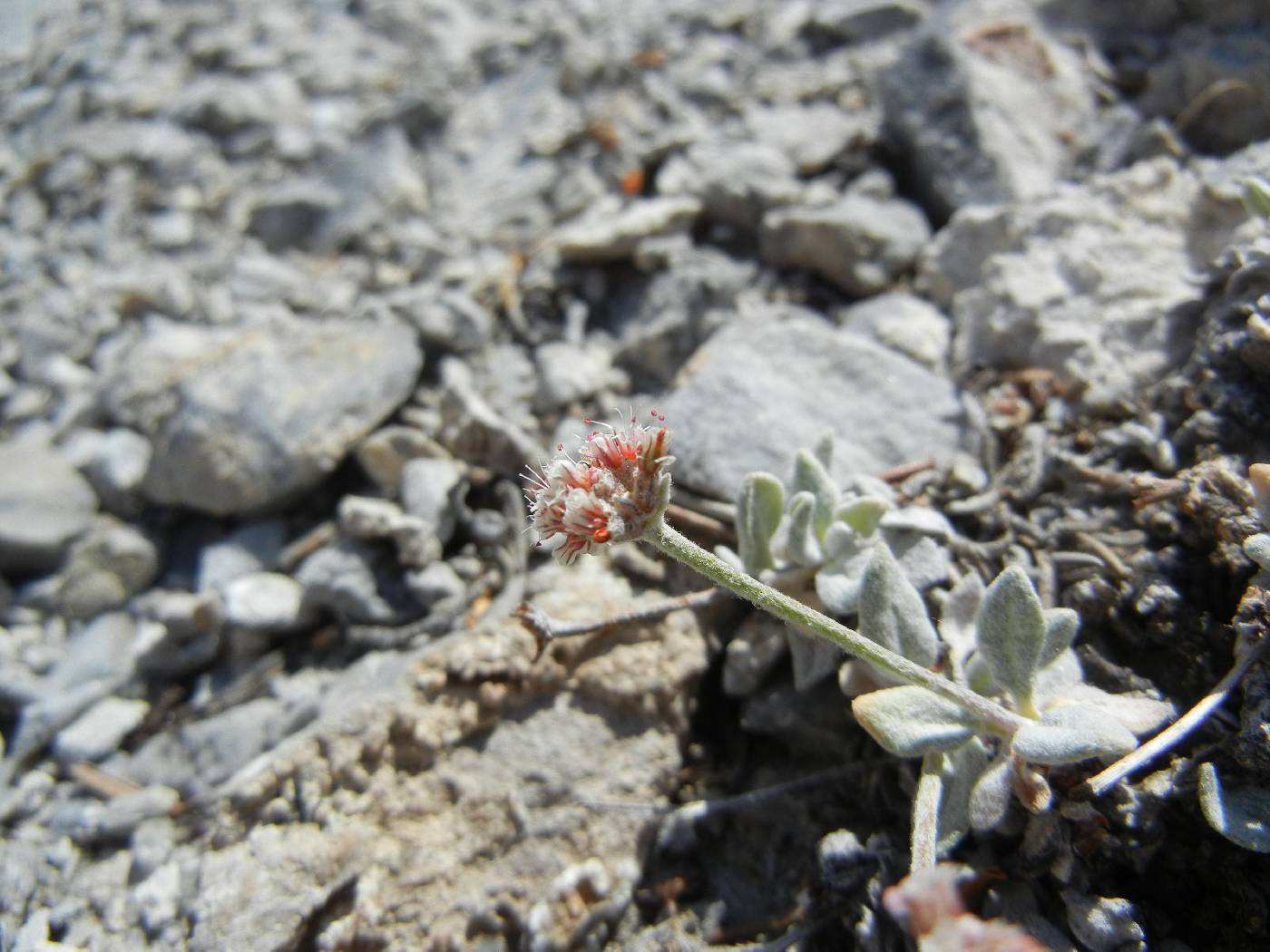 Eriogonum domitum image