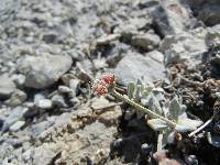 Eriogonum domitum image