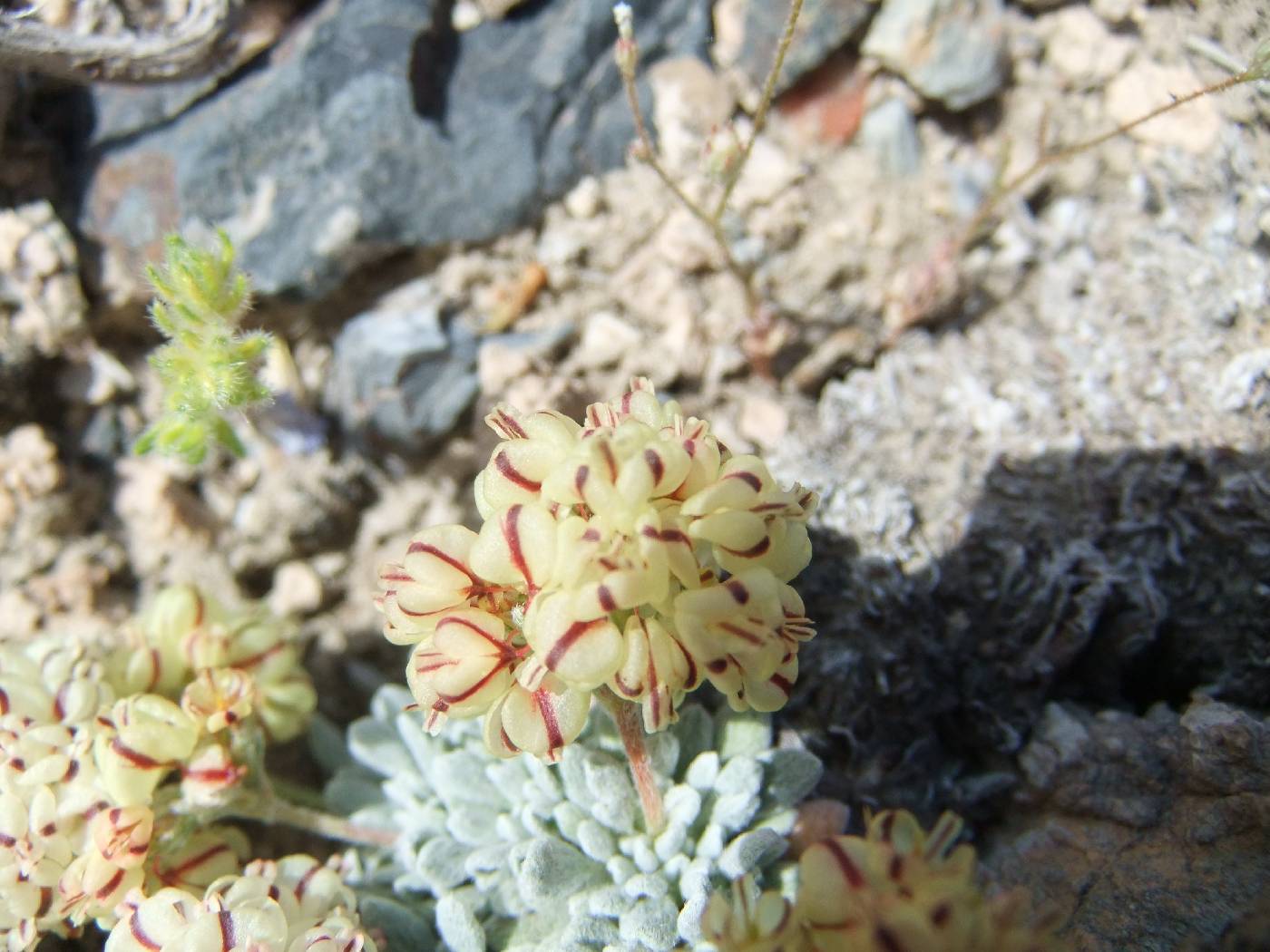 Eriogonum gilmanii image