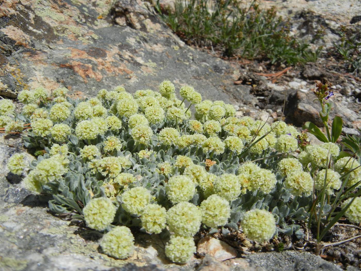 Eriogonum kingii image