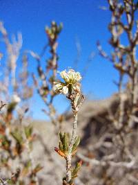 Eriogonum terrenatum image