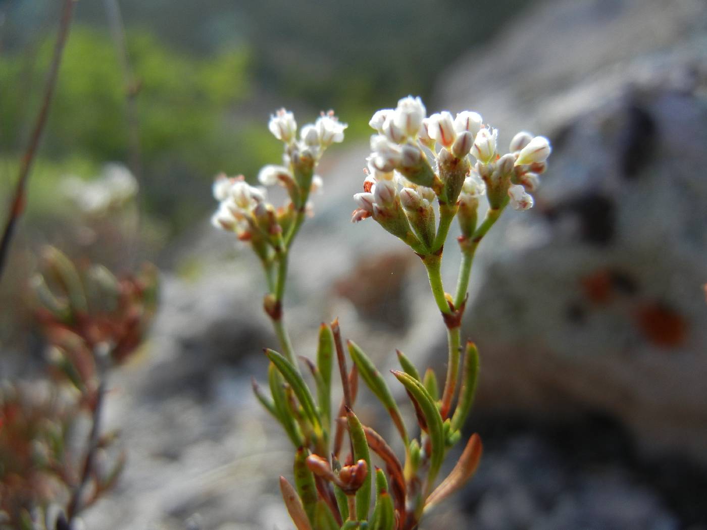 Eriogonum microtheca var. arceuthinum image