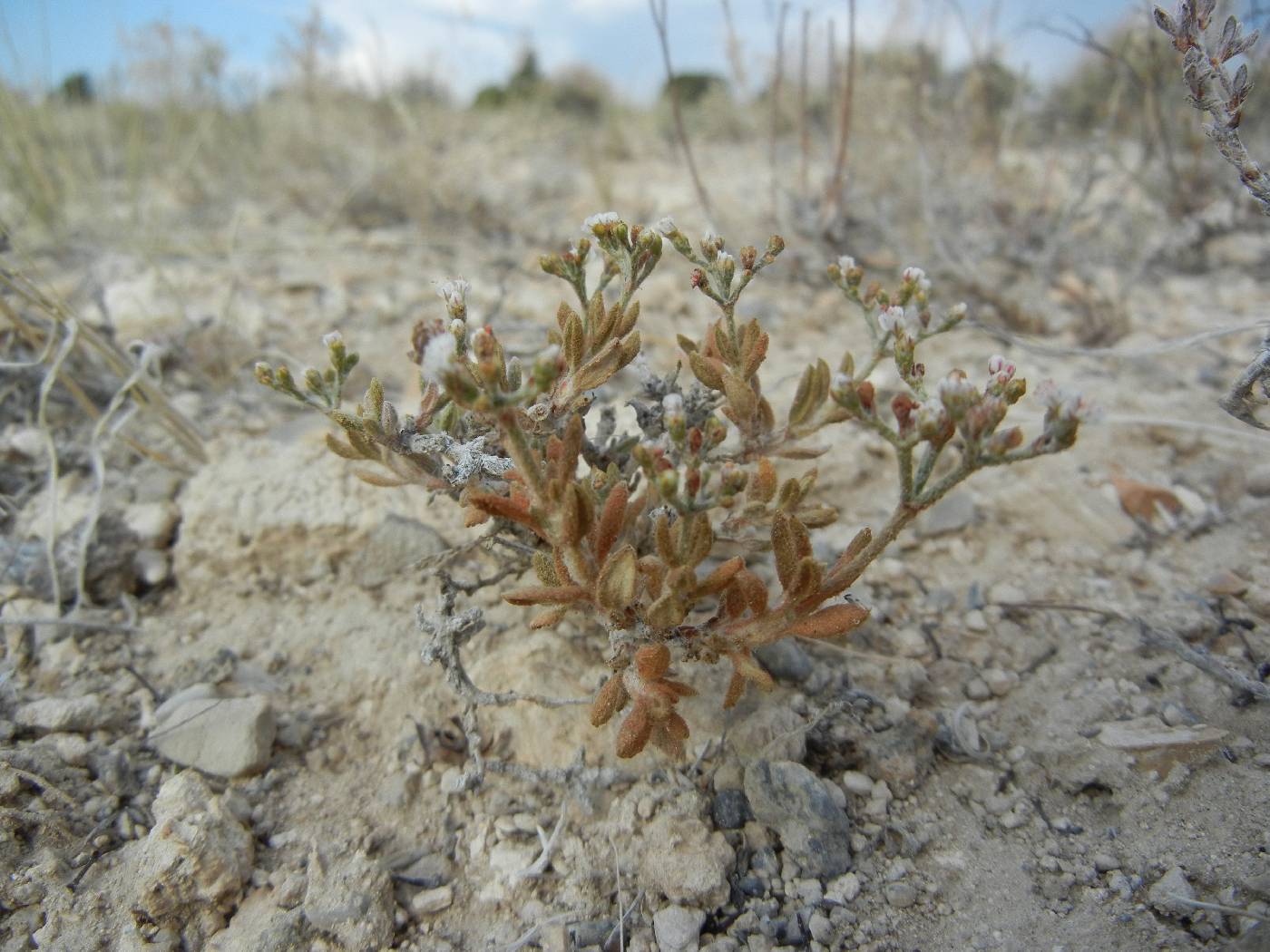 Eriogonum microtheca var. lapidicola image