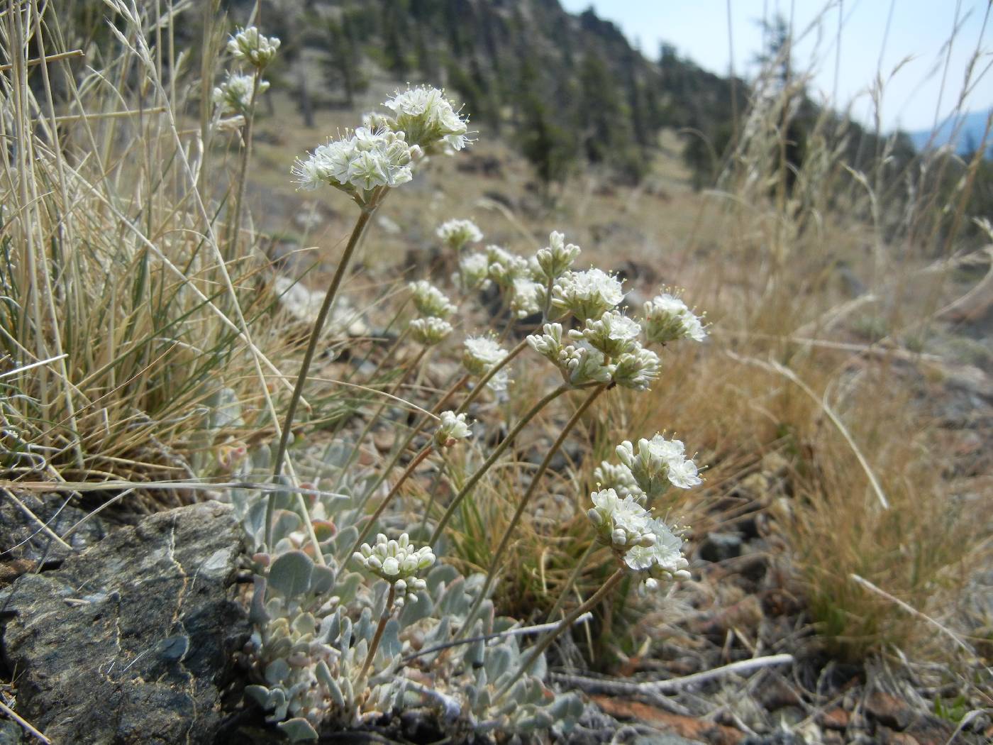 Eriogonum strictum image