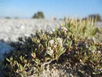 Eriogonum phoeniceum image