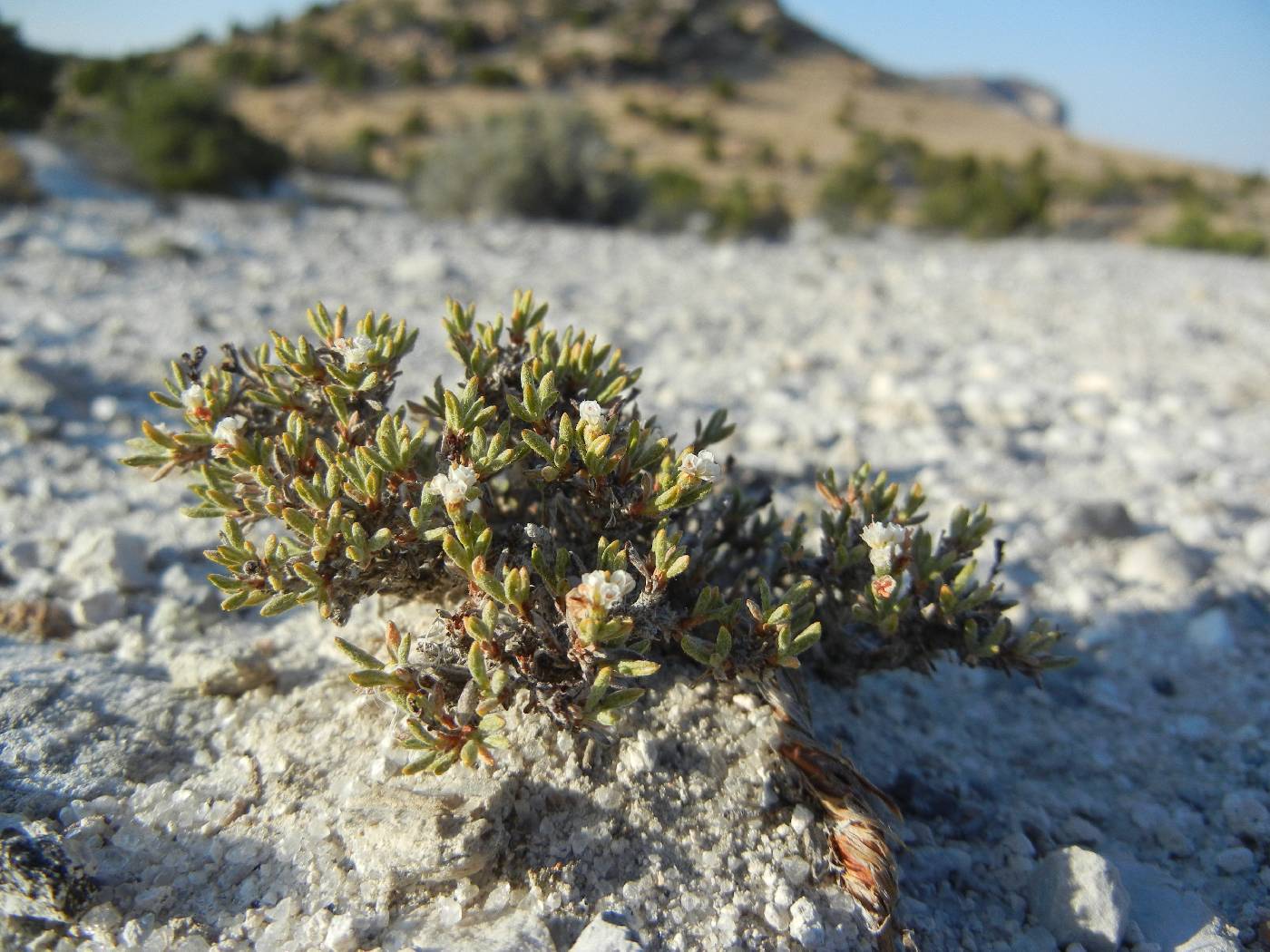 Eriogonum phoeniceum image