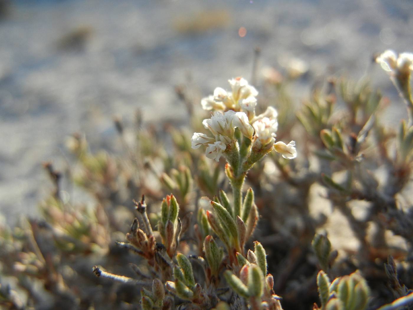Eriogonum phoeniceum image