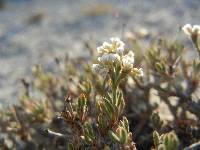 Eriogonum phoeniceum image