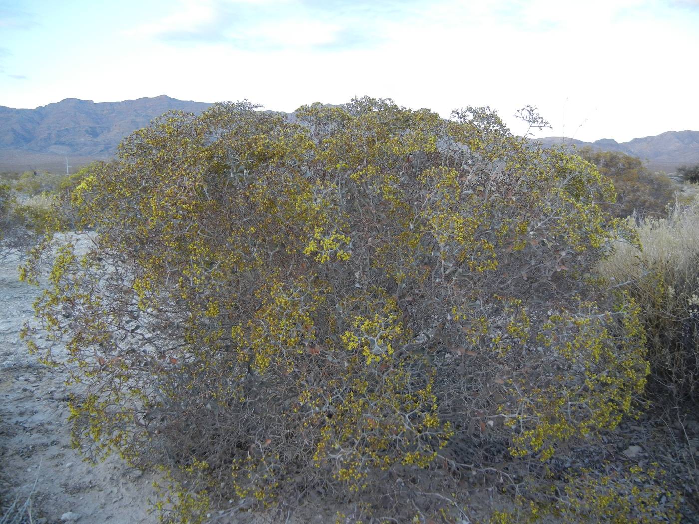 Eriogonum corymbosum var. nilesii image