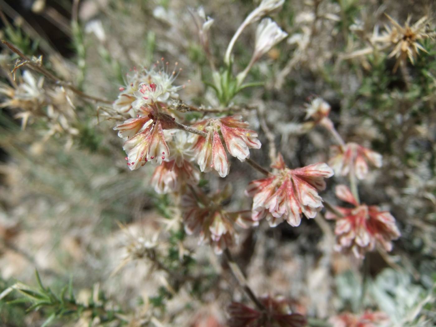 Eriogonum saxatile image