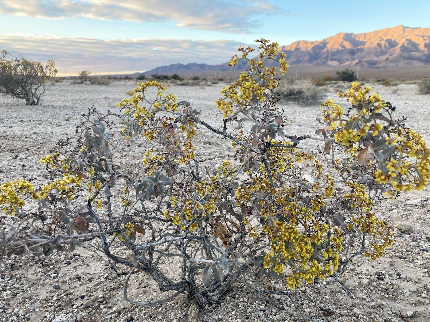 Eriogonum corymbosum var. nilesii image