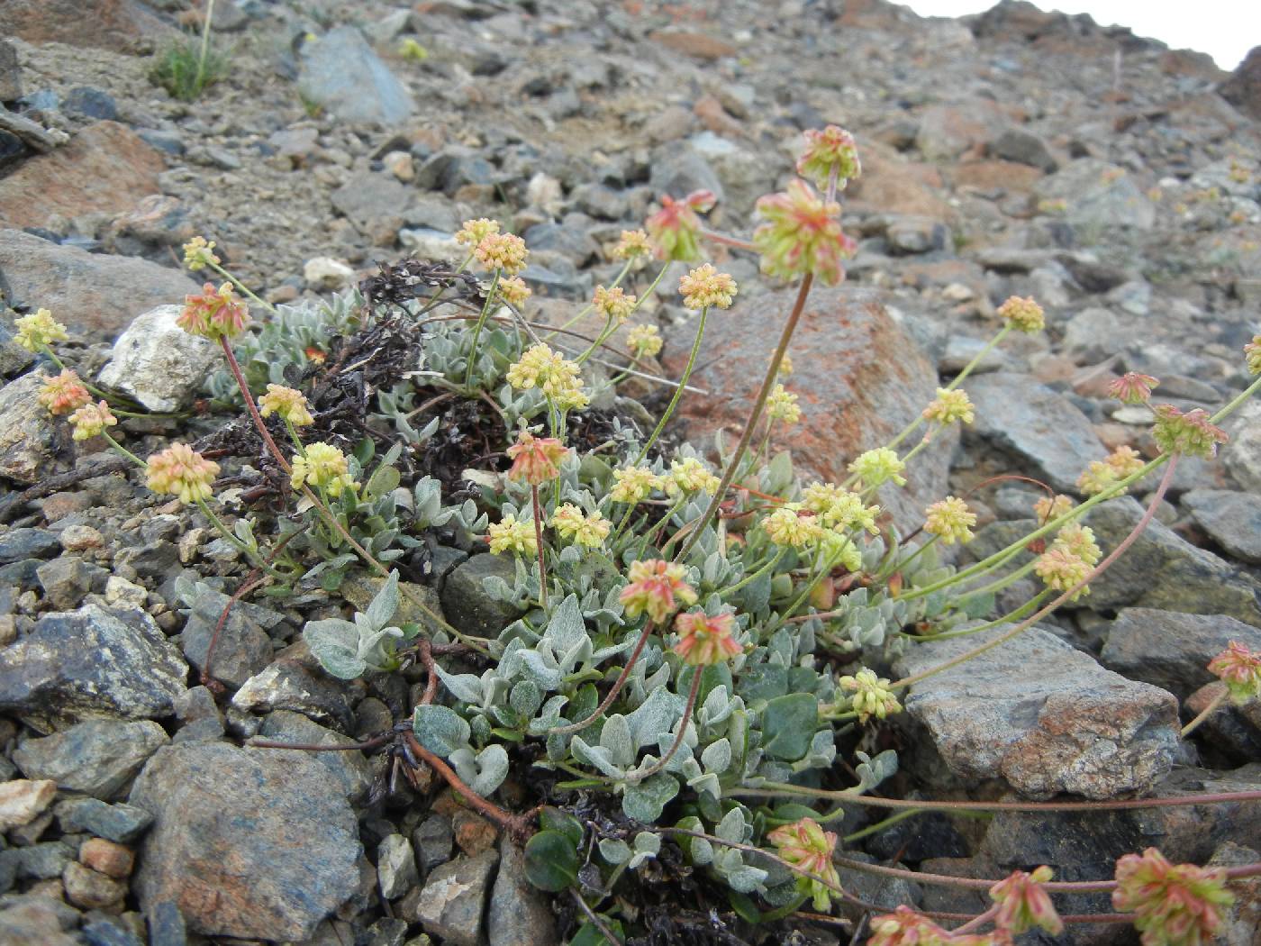 Eriogonum marifolium image
