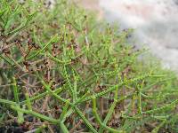 Eriogonum heermannii image