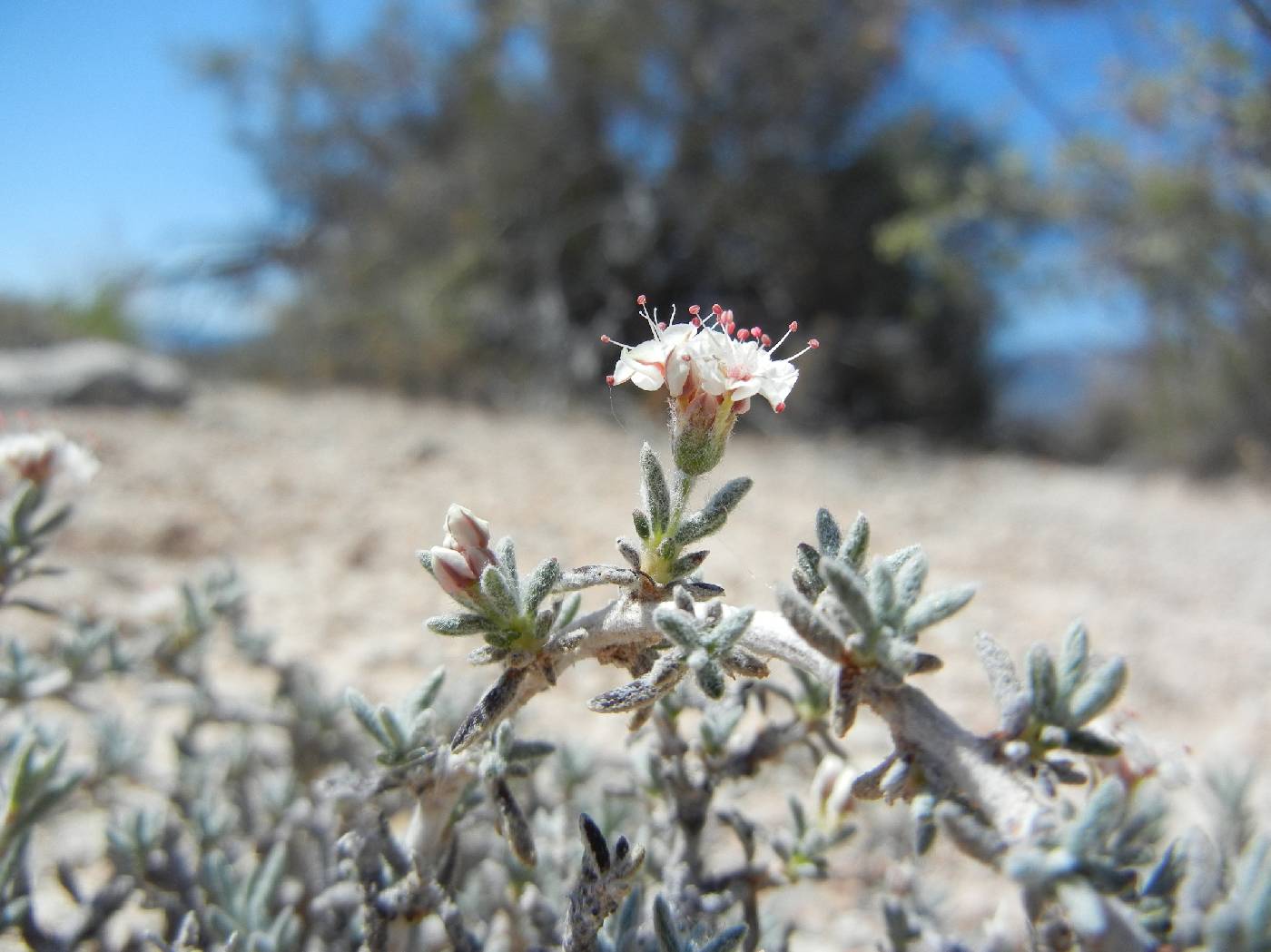 Eriogonum ripleyi image