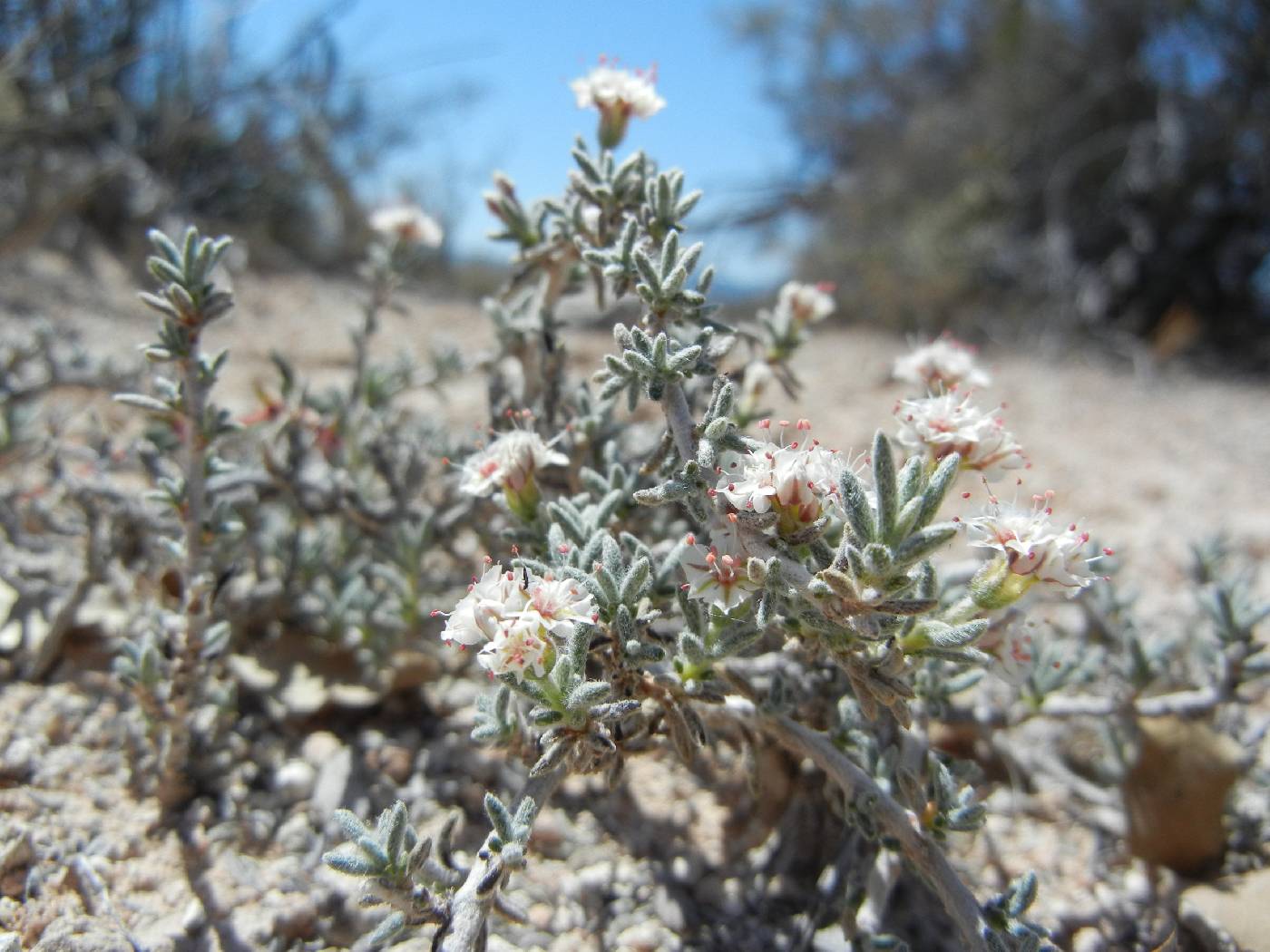 Eriogonum ripleyi image