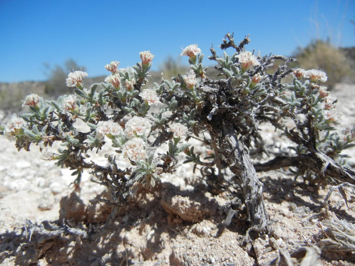 Eriogonum ripleyi image