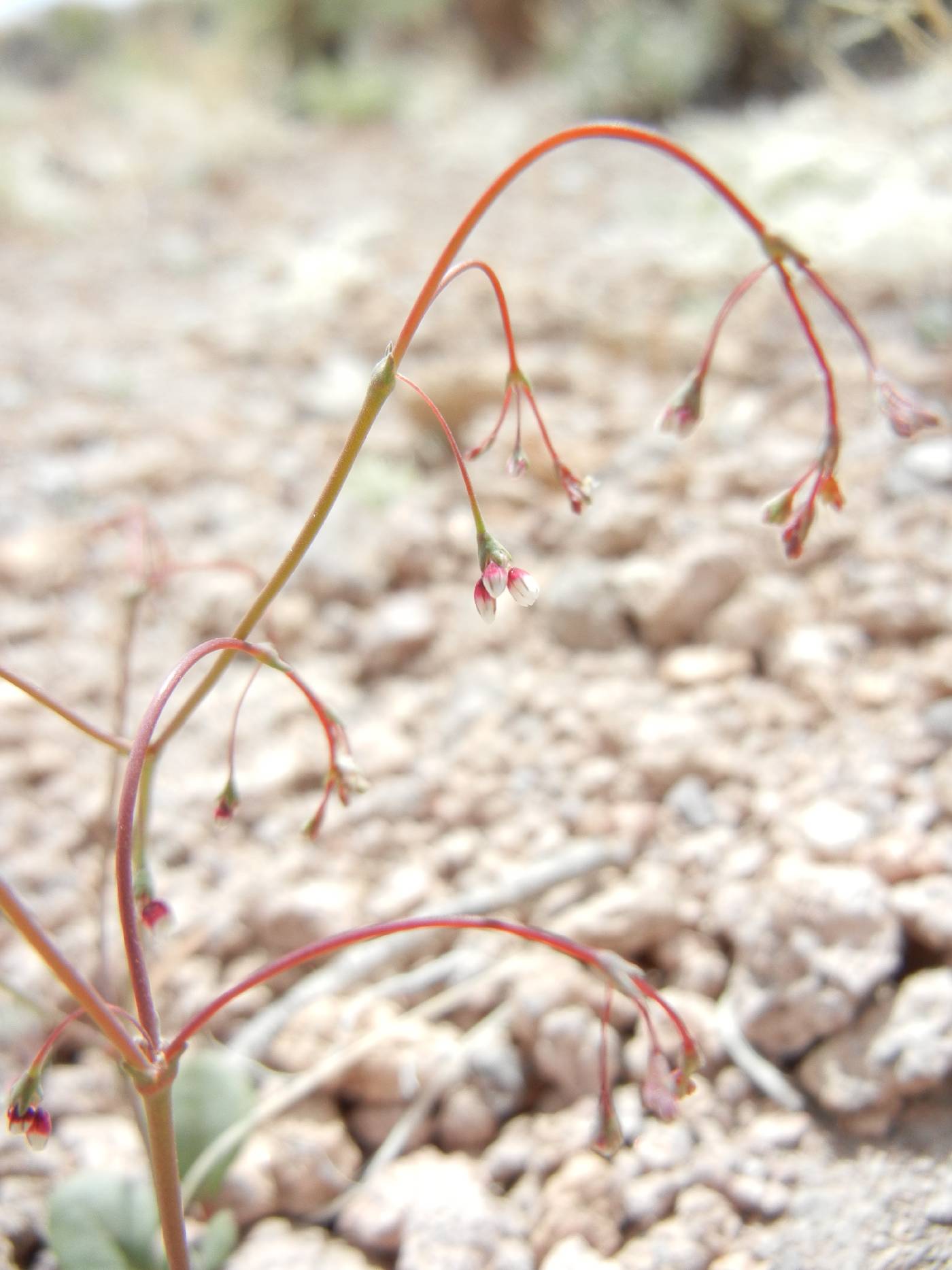 Eriogonum esmeraldense image