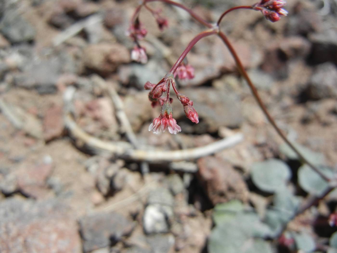 Eriogonum nutans image