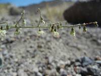 Eriogonum brachypodum image