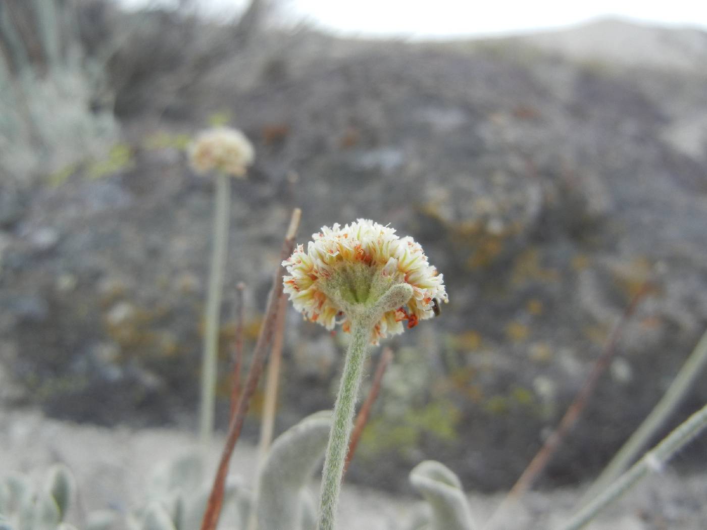Eriogonum diatomaceum image