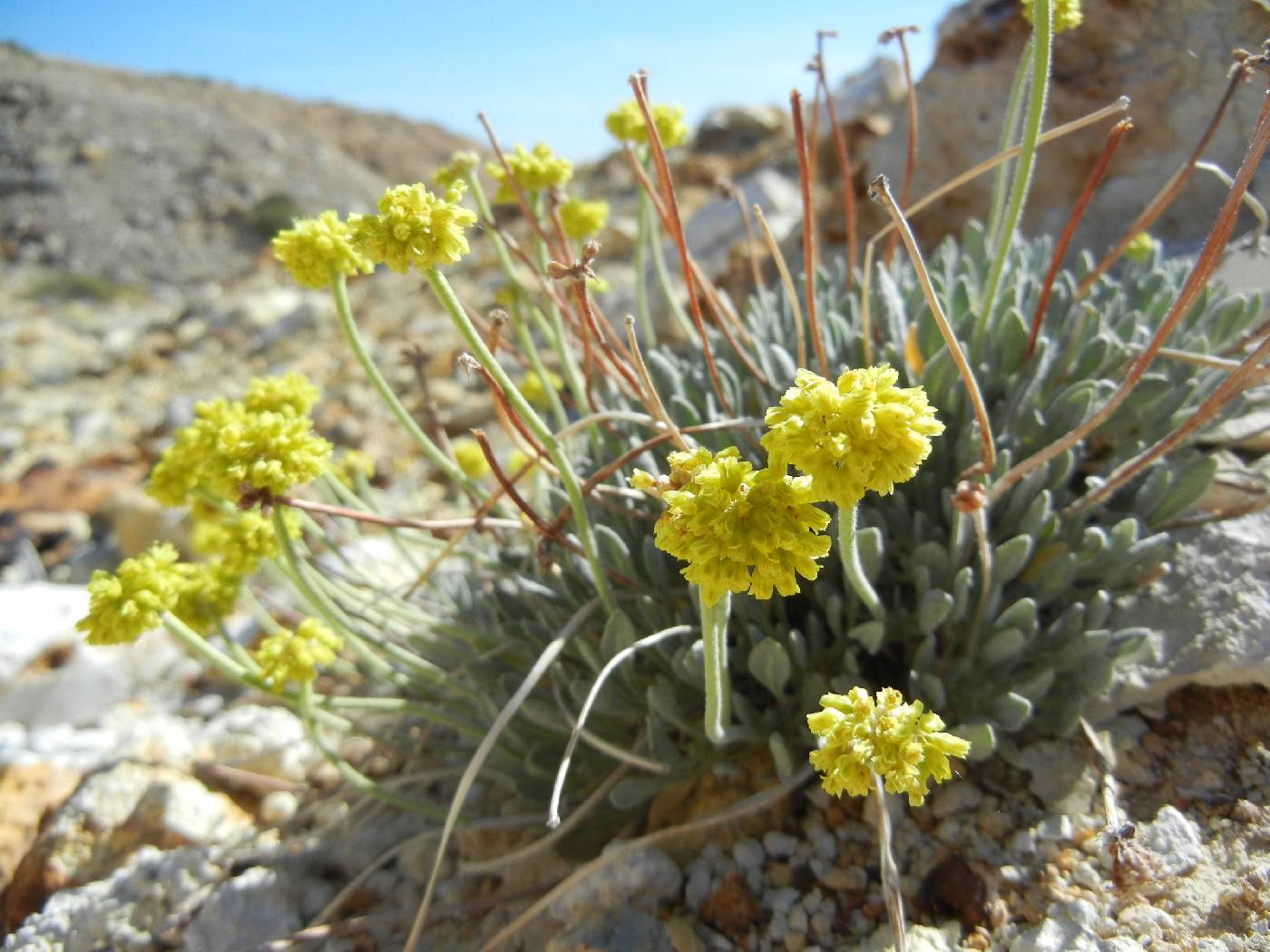 Eriogonum crosbyae image