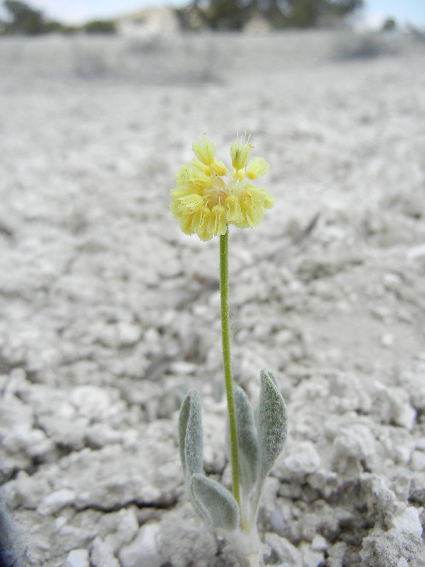 Eriogonum rosense var. beatleyae image