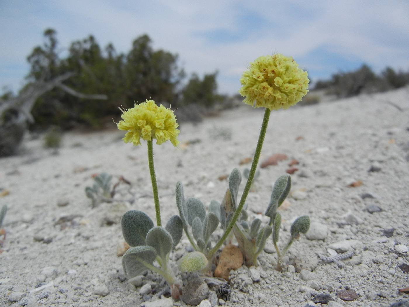 Eriogonum rosense image