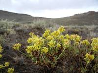 Eriogonum sphaerocephalum image