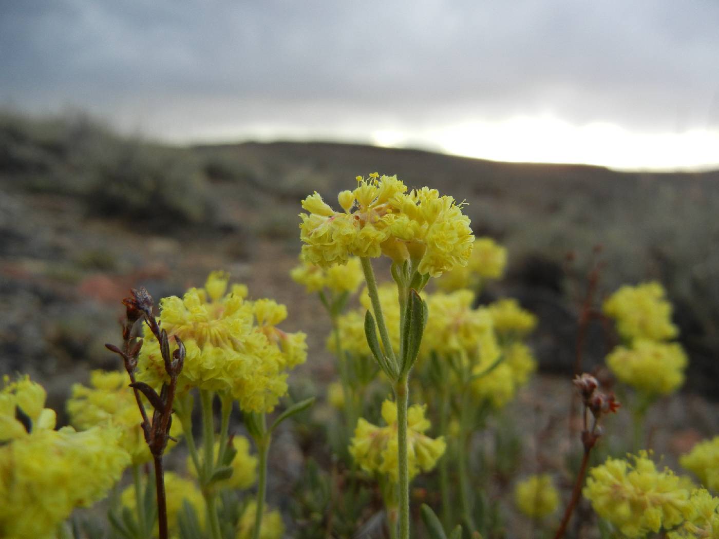 Eriogonum sphaerocephalum image