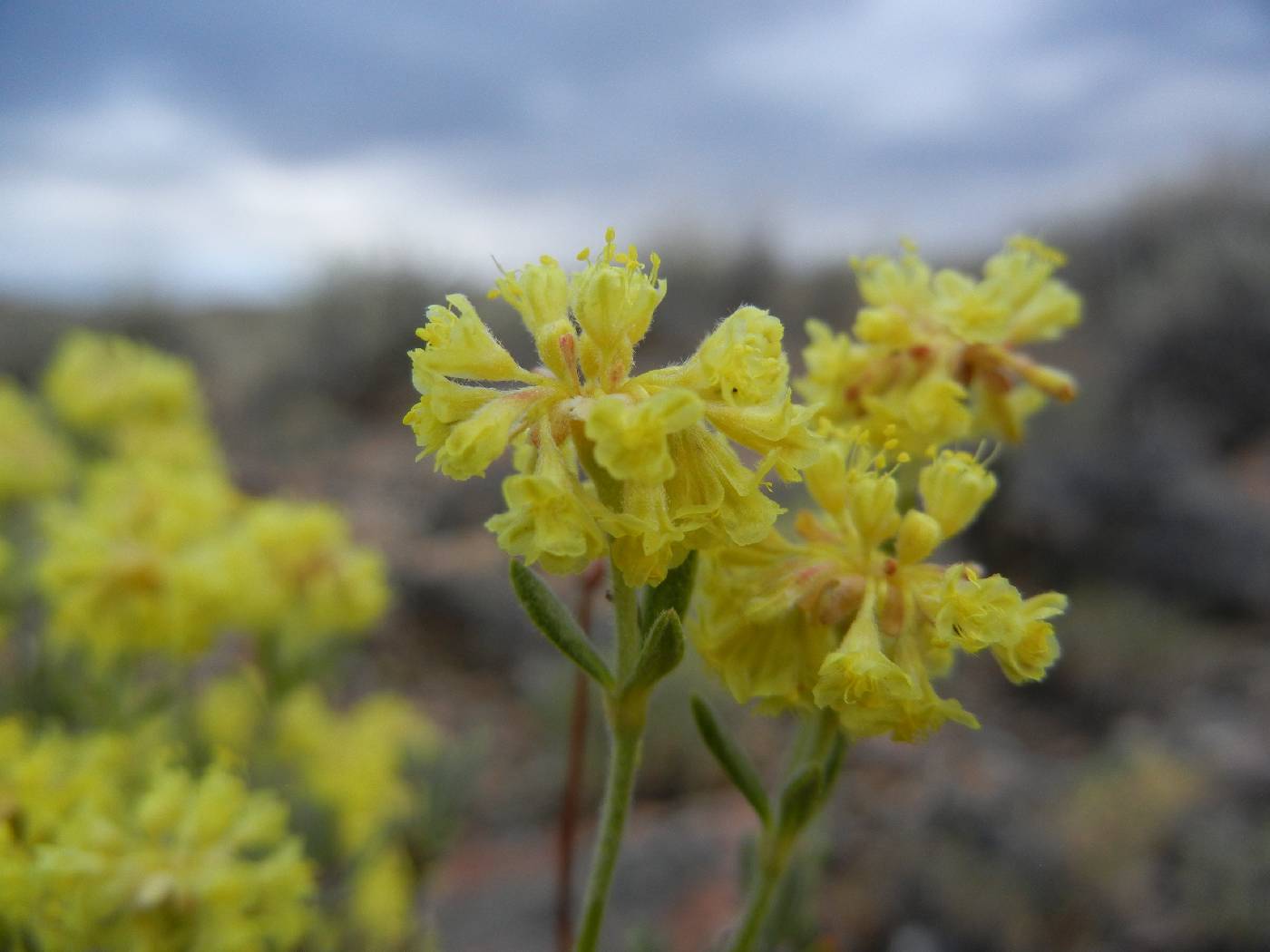 Eriogonum sphaerocephalum image
