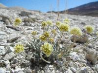 Eriogonum tiehmii image