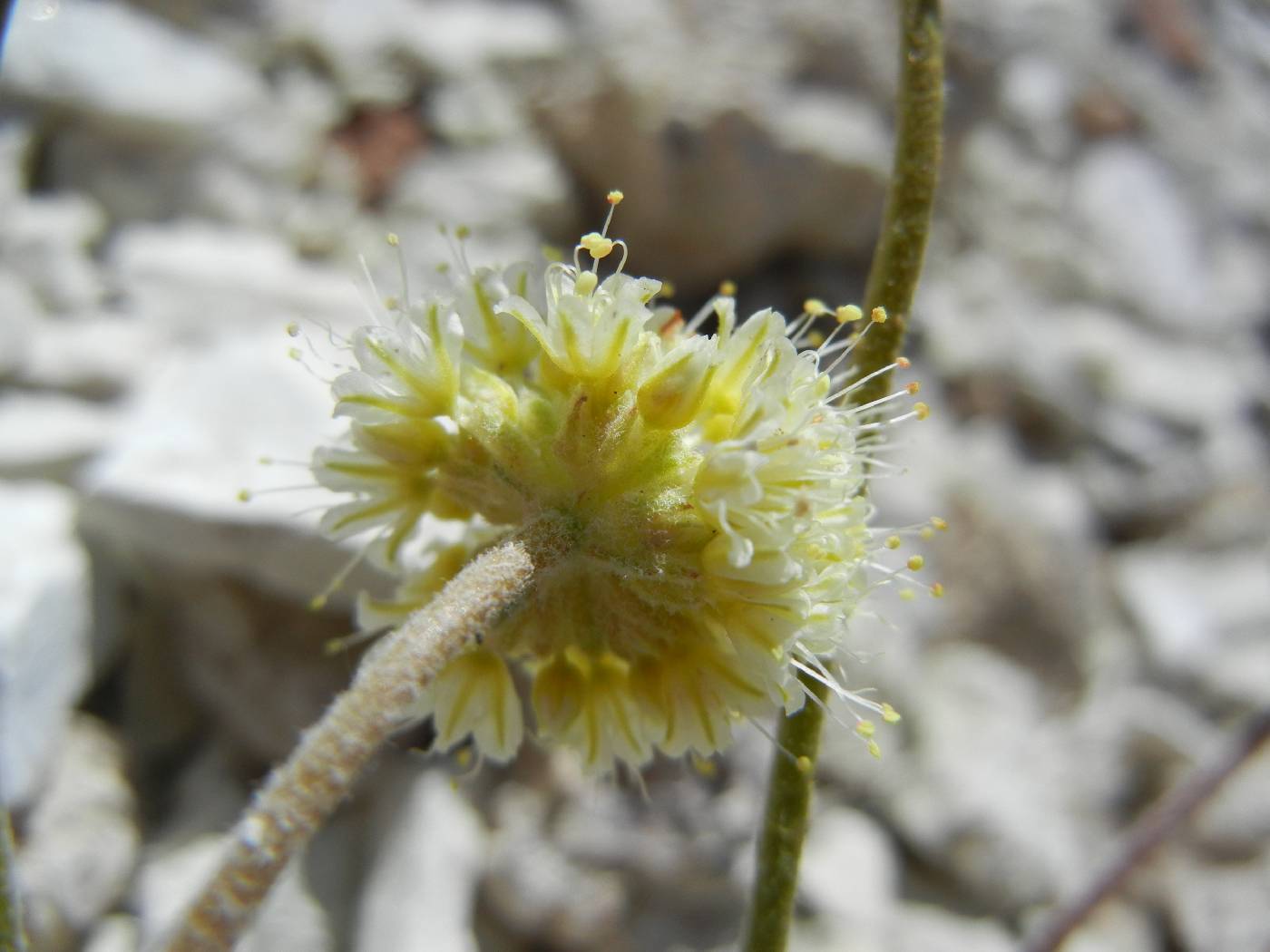 Eriogonum tiehmii image