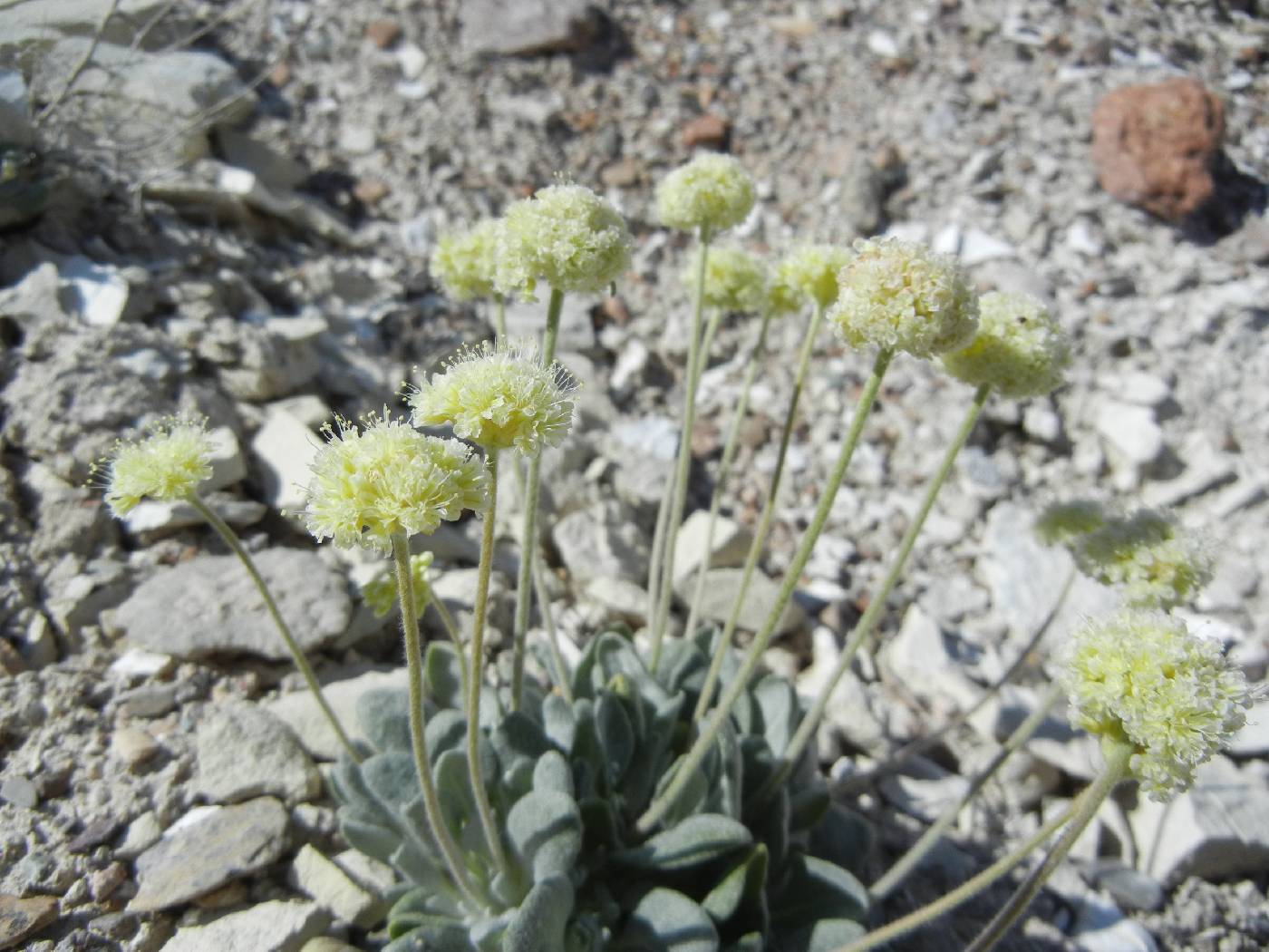 Eriogonum tiehmii image