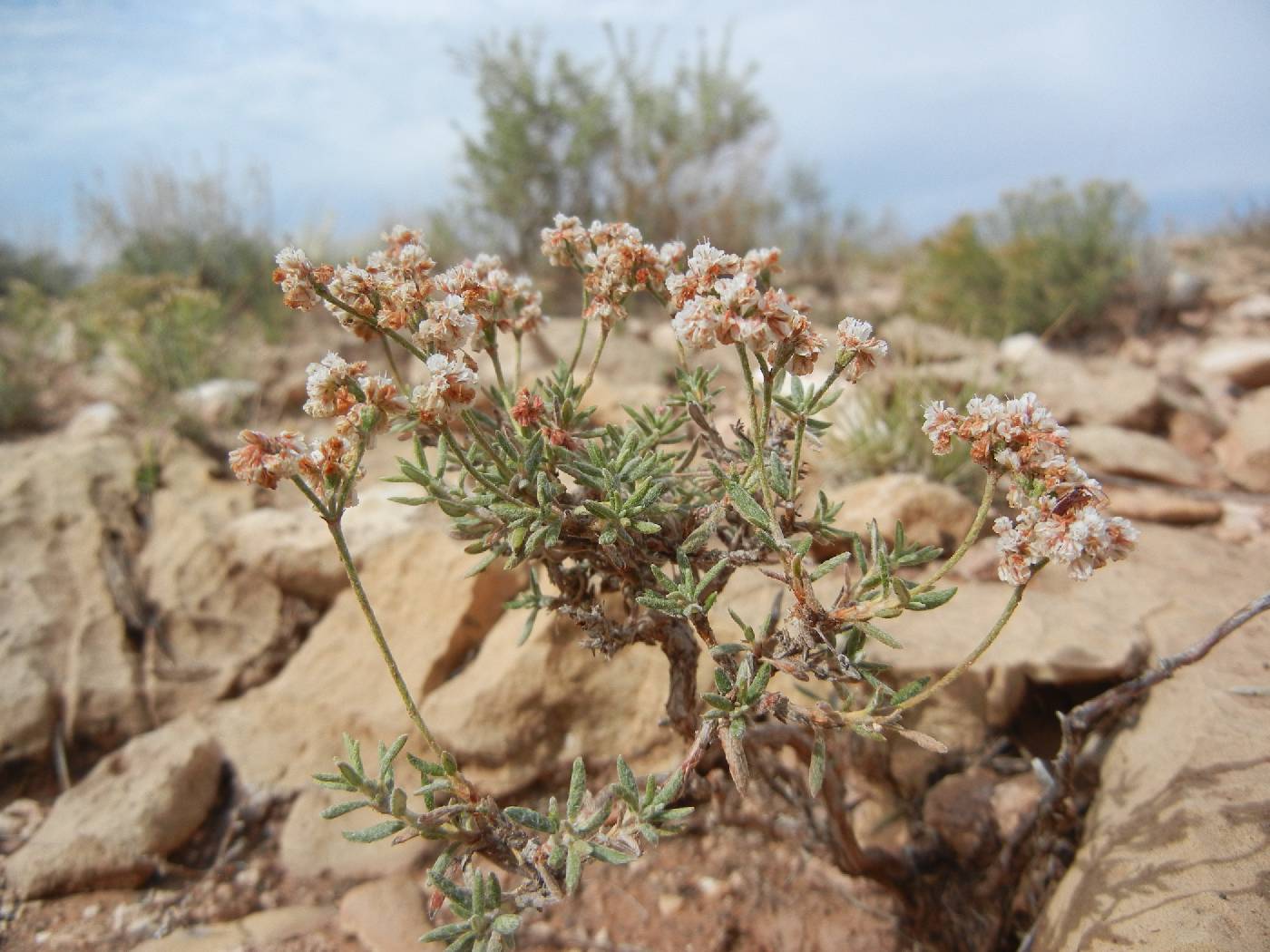 Eriogonum pulchrum image