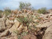 Eriogonum pulchrum image