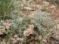 Eriogonum pulchrum image