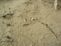 Eriogonum scalare image