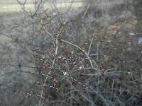 Eriogonum scalare image