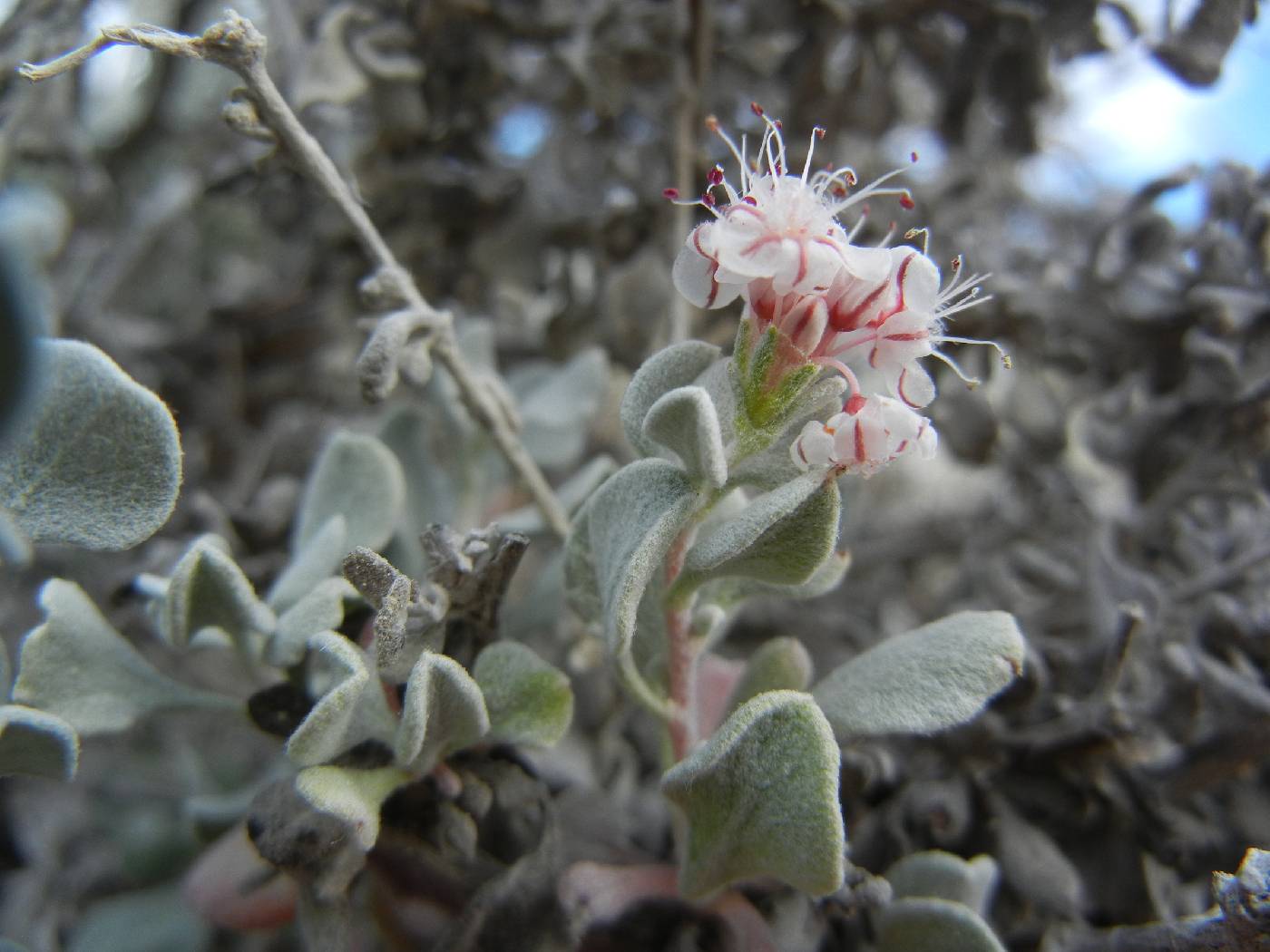 Eriogonum pondii image