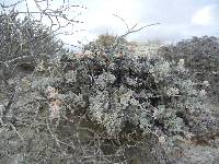 Eriogonum pondii image