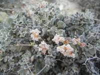 Eriogonum pondii image