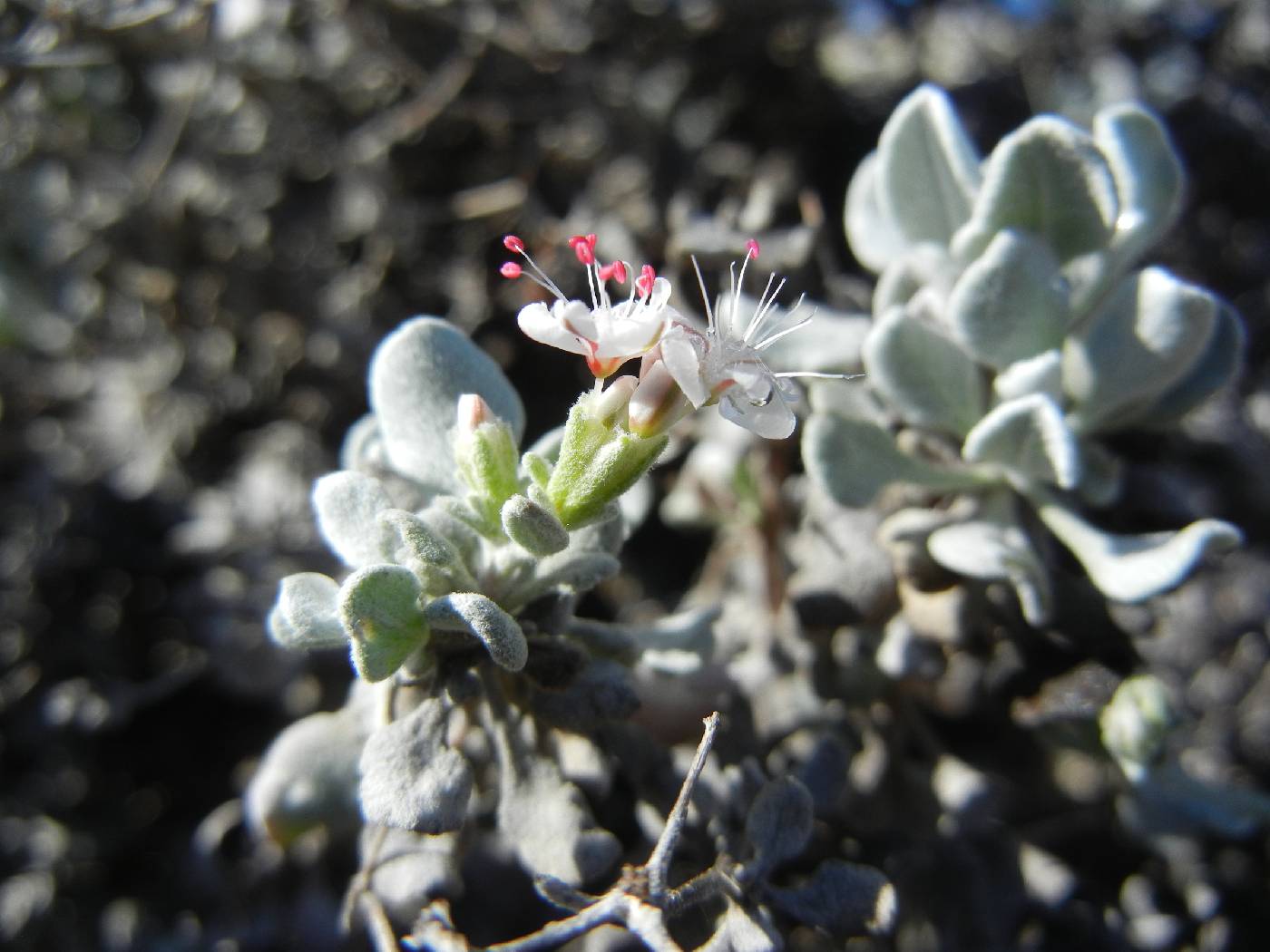 Eriogonum pondii image