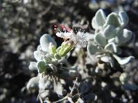 Image of Eriogonum pondii