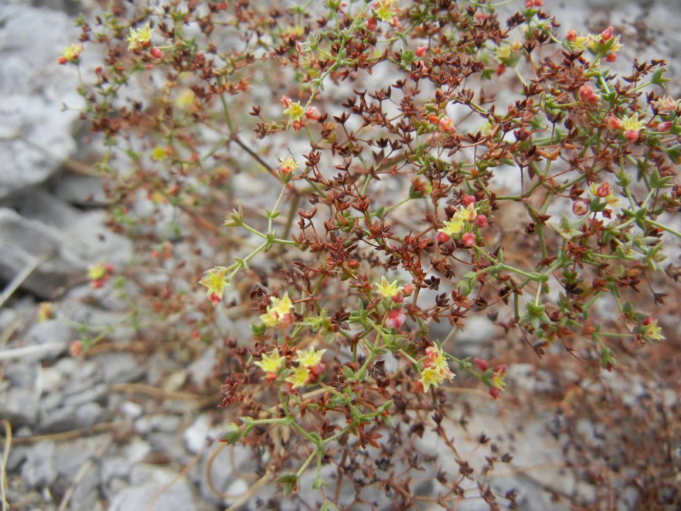 Eriogonum galioides image