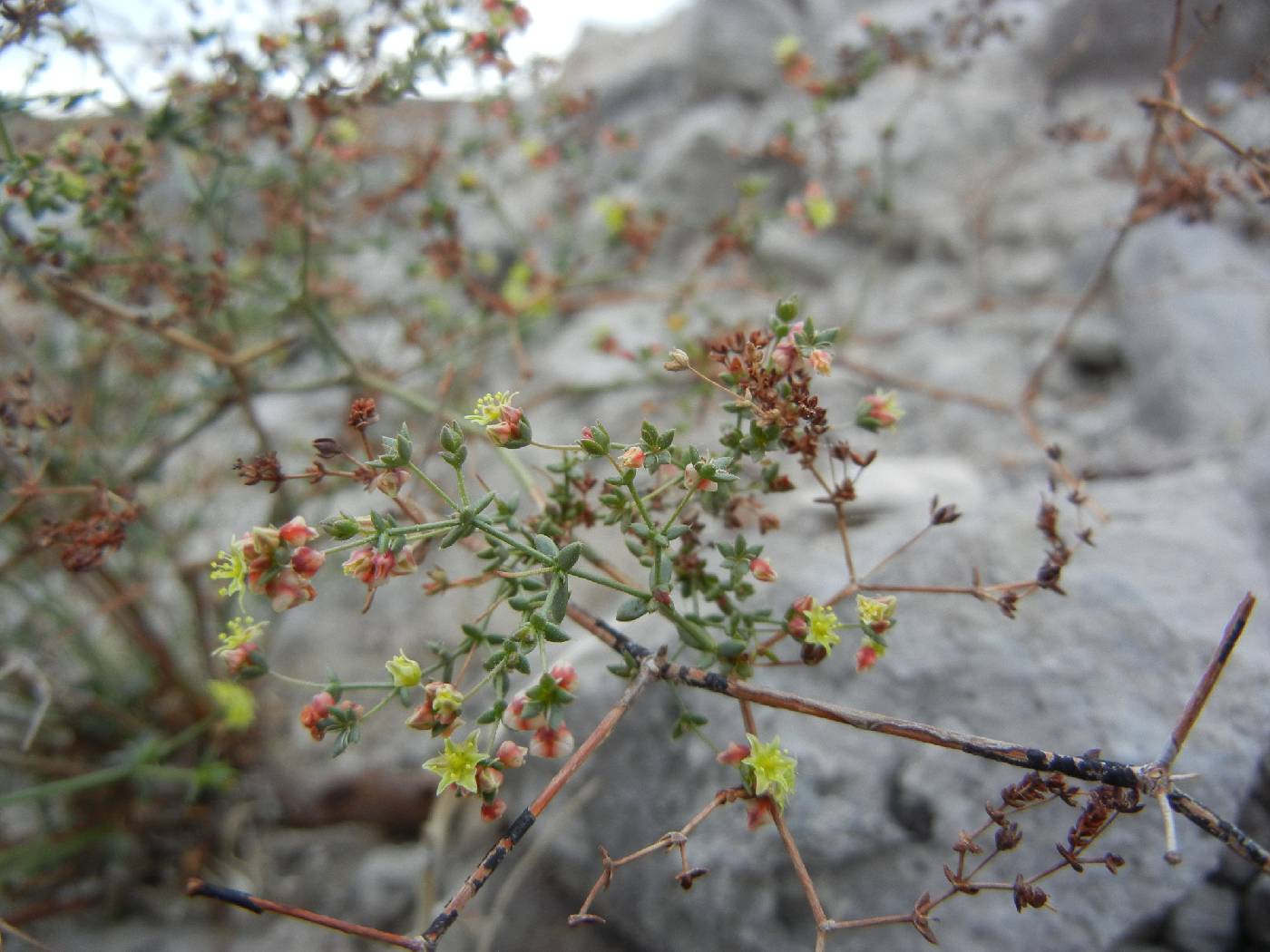 Eriogonum galioides image