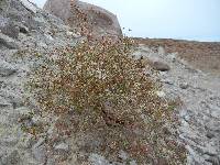 Eriogonum galioides image