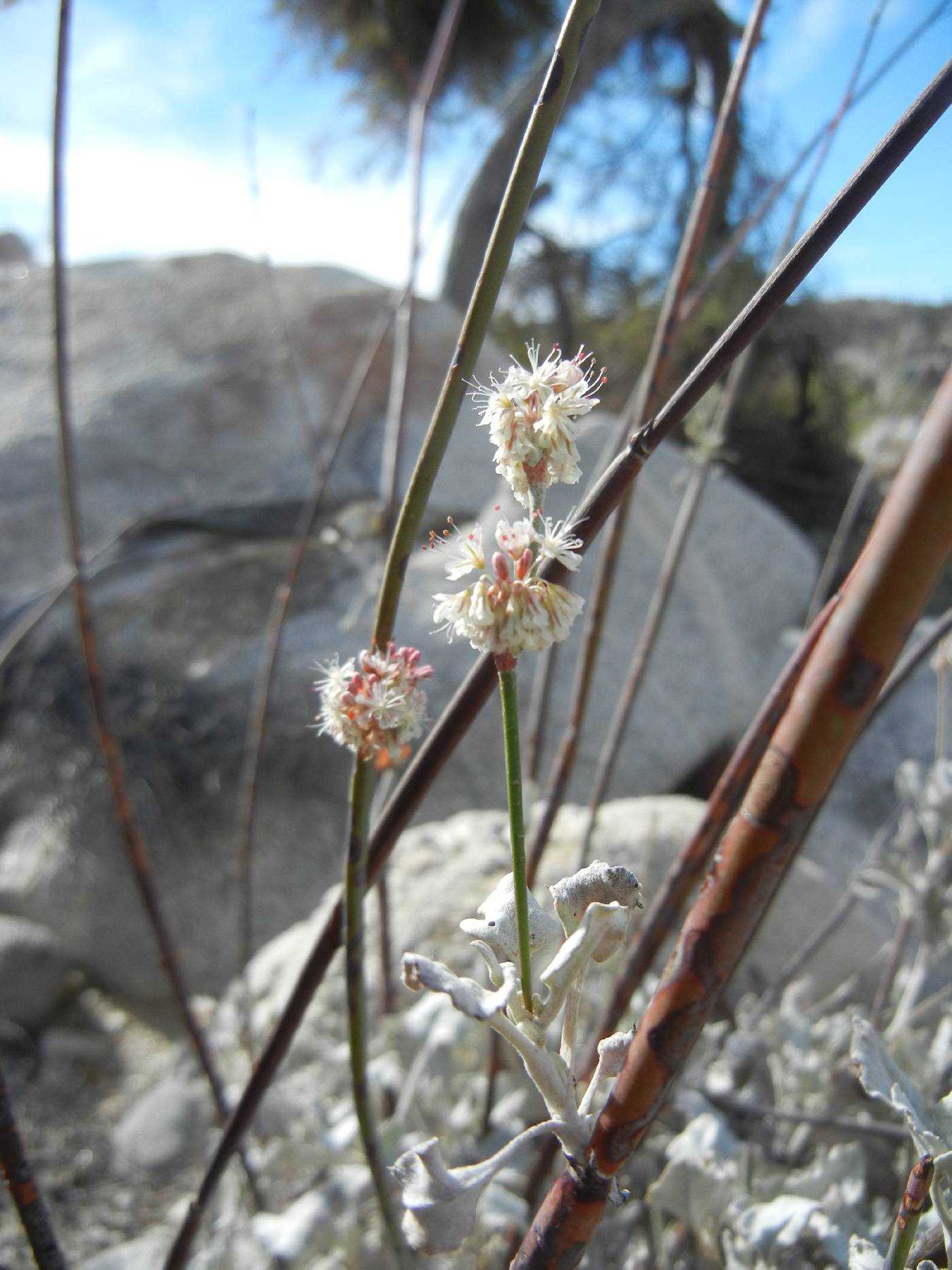 Eriogonum elongatum image