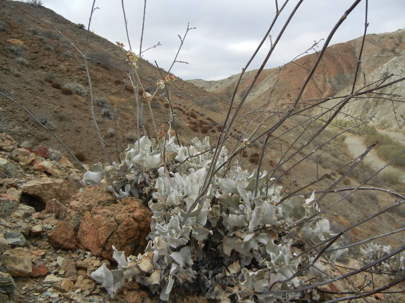 Eriogonum encelioides image