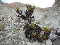 Eriogonum preclarum image