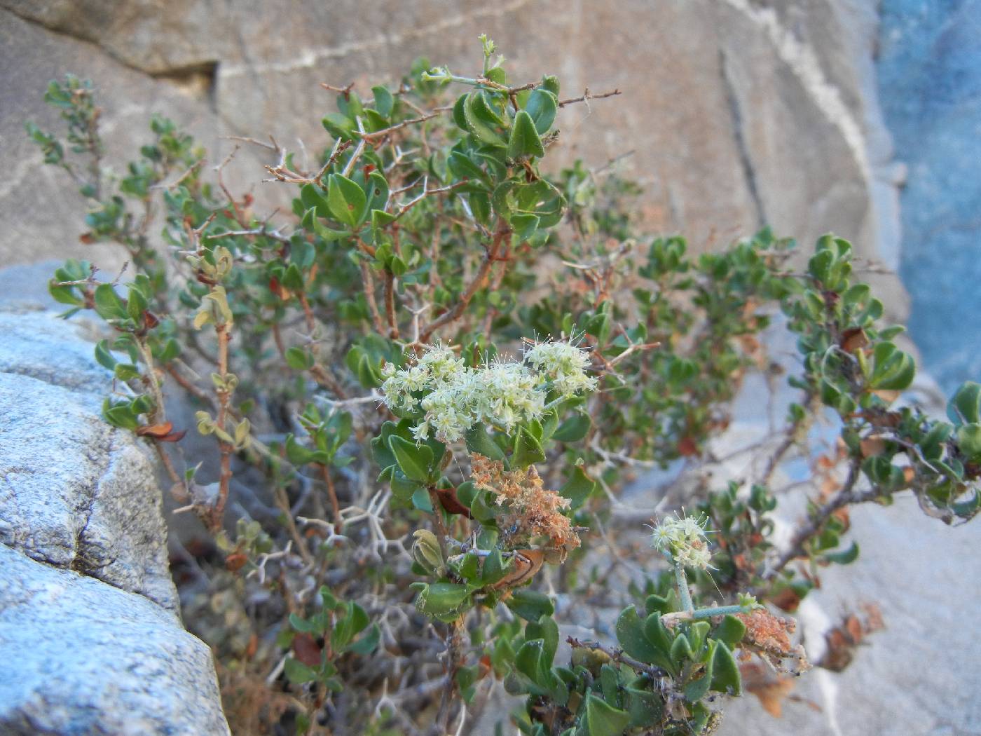 Eriogonum orcuttianum image